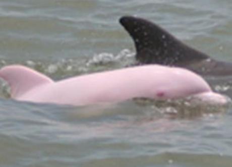 Pink Albino Dolphin