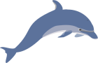 Left Dolphin