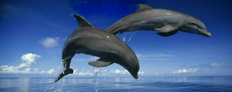 Two dolphins in mid jump